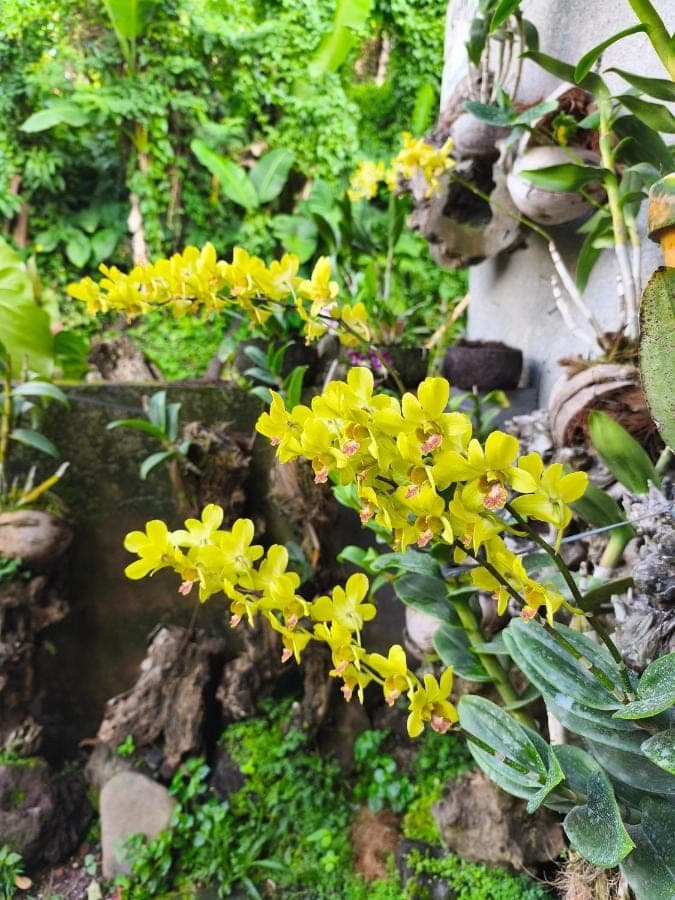 a bunch of yellow flowers in a garden at Manuk Dewata Villa in Sidemen