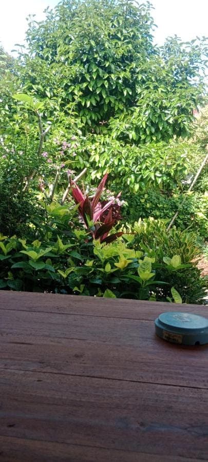 a frisbee sitting on the ground next to some bushes at House market in Sidemen