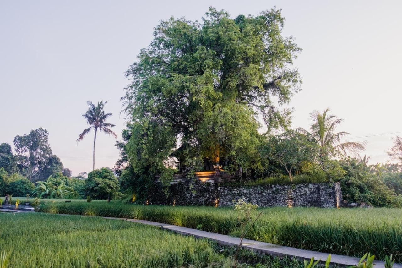 a tree in the middle of a field at Uma Raos Cottage in Ubud