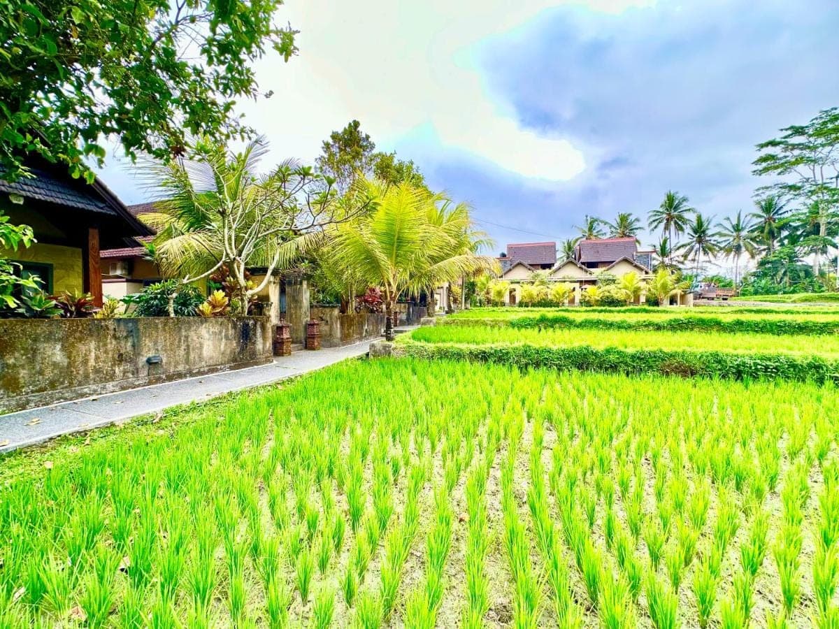 a rice field in front of a house at Dupa Ubud in Ubud