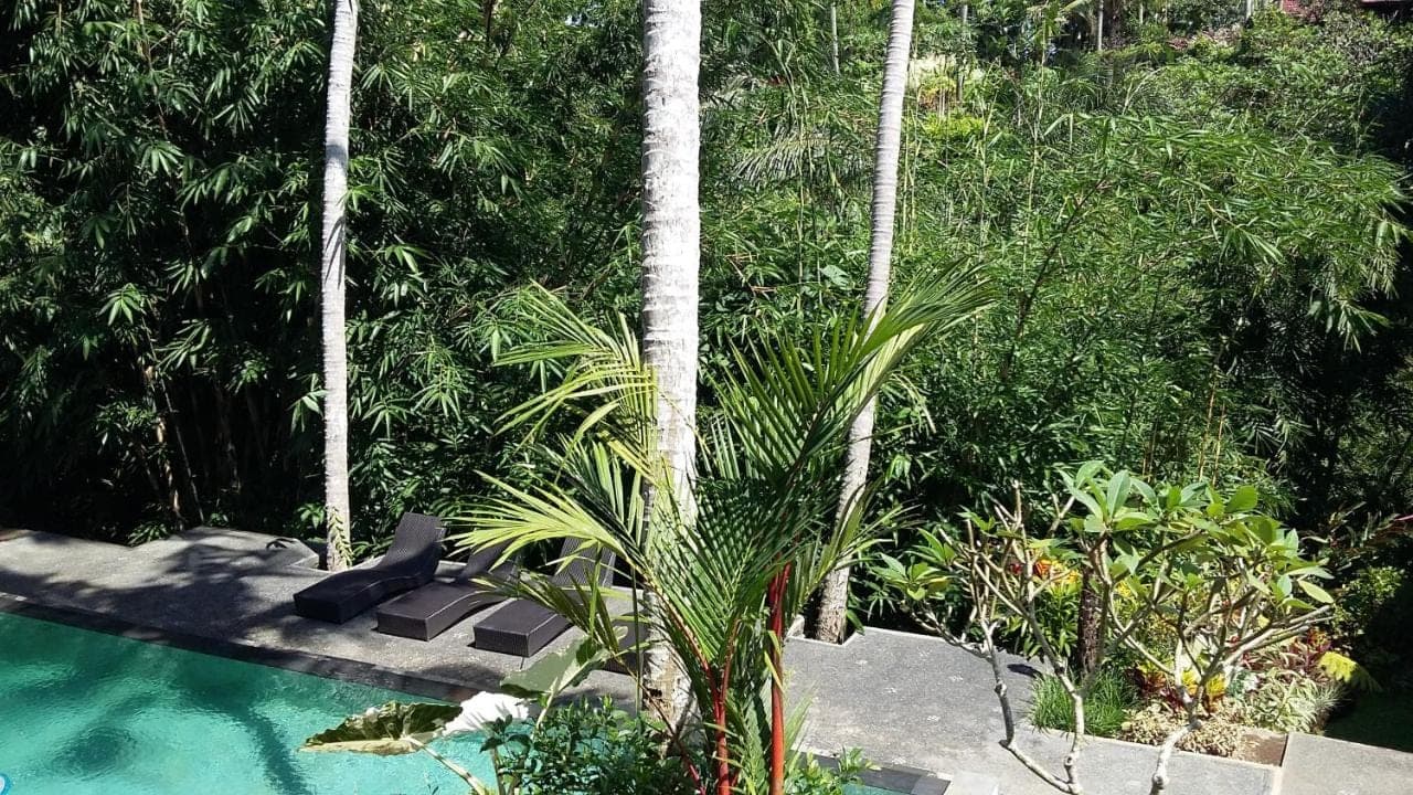 a palm tree next to a swimming pool at The Bali Shanti in Ubud