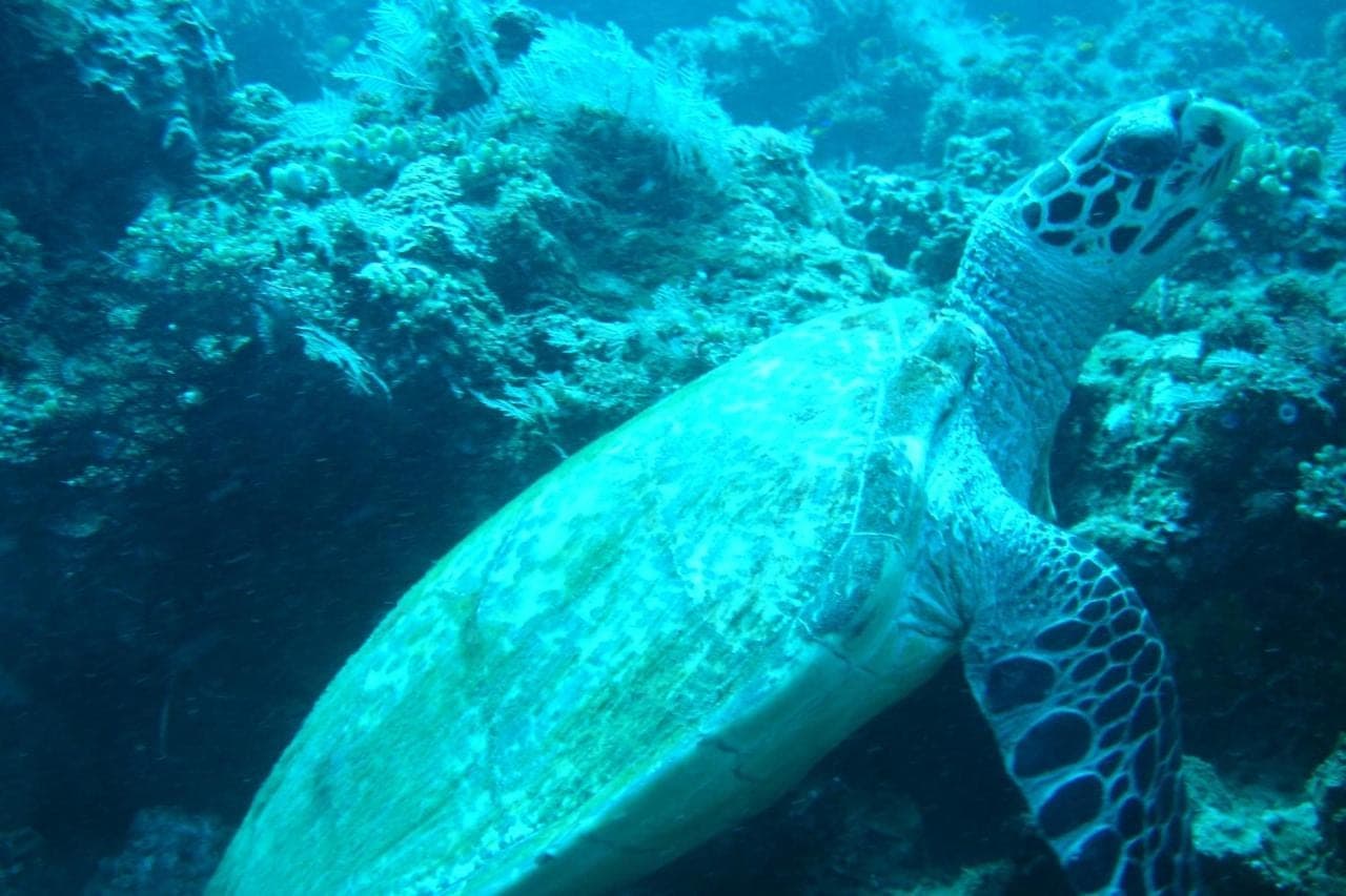 a green sea turtle swimming in the ocean at Beten Enjung Home Stay&rooftop in Amed